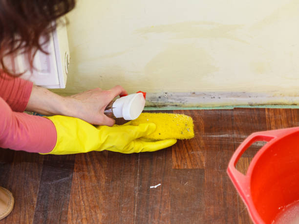 Why You Should Choose Our Mold Remediation Services in Micco, FL